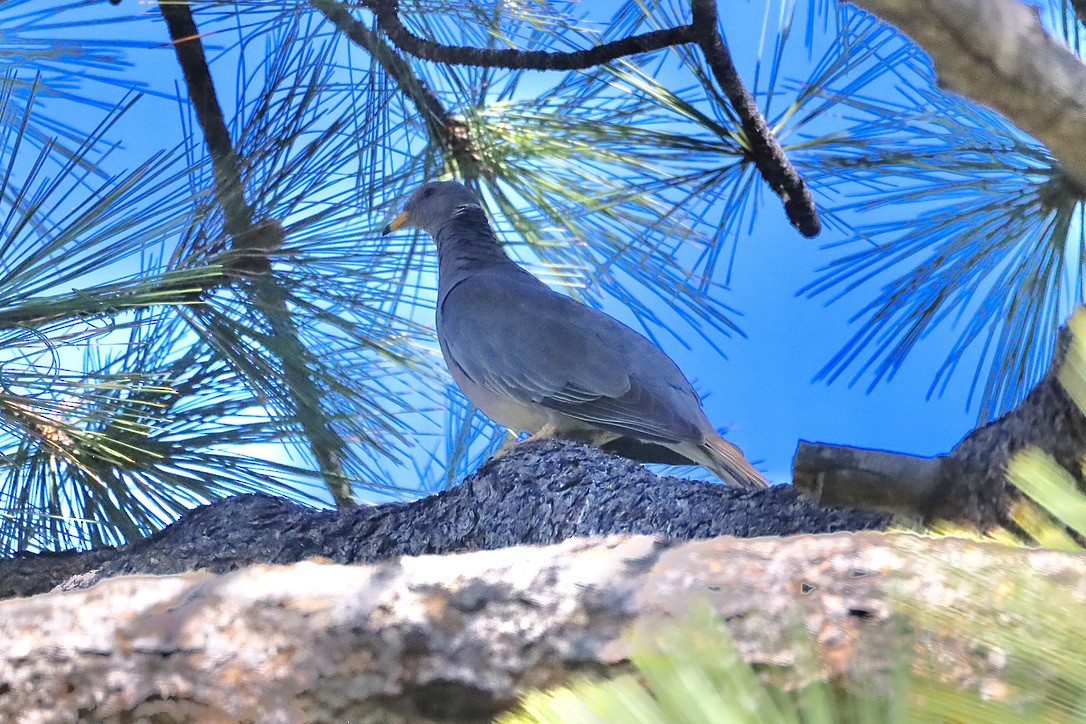 Band-tailed Pigeon - ML644653376