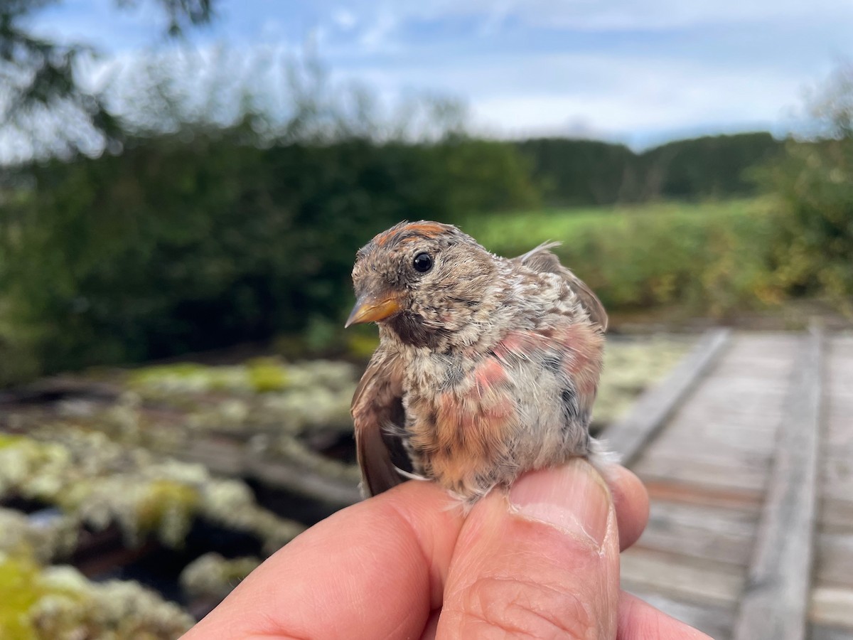 gråsisik (cabaret) (brunsisik) - ML644653379