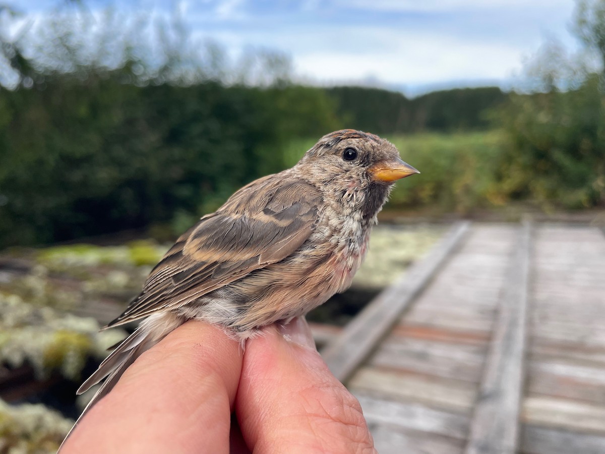 gråsisik (cabaret) (brunsisik) - ML644653380