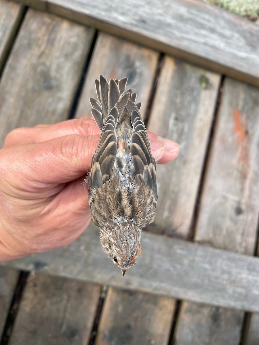 gråsisik (cabaret) (brunsisik) - ML644653381