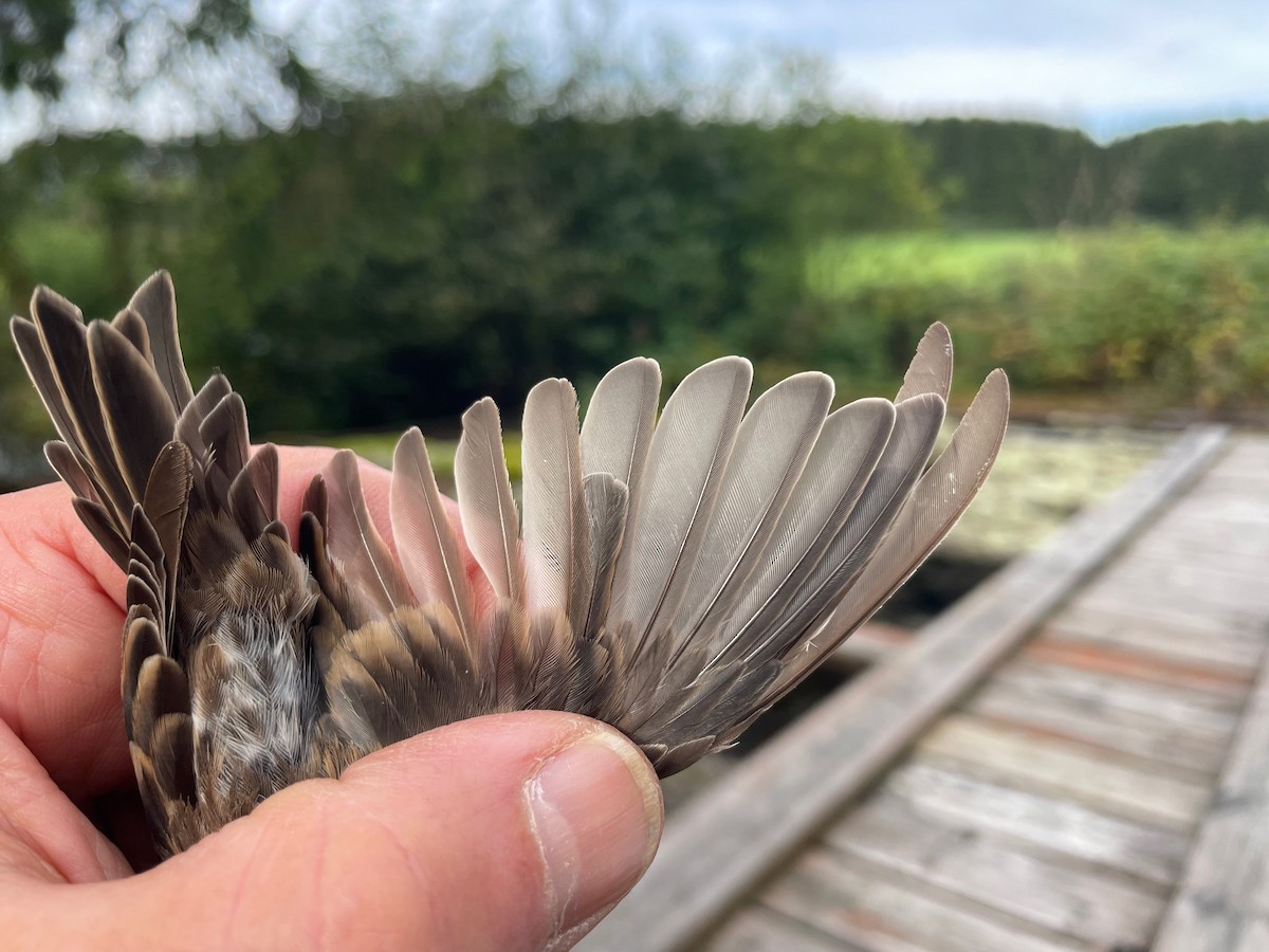 gråsisik (cabaret) (brunsisik) - ML644653382