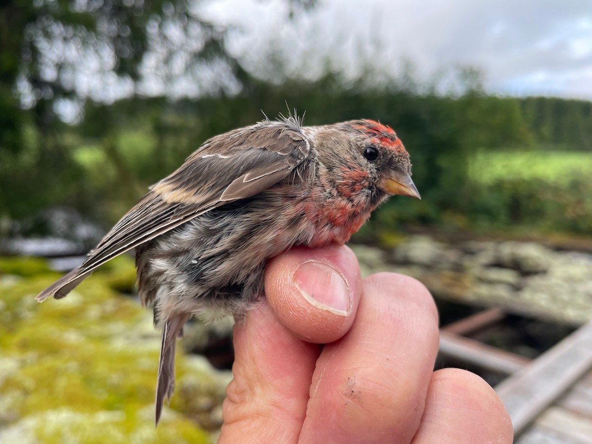 gråsisik (cabaret) (brunsisik) - ML644653383