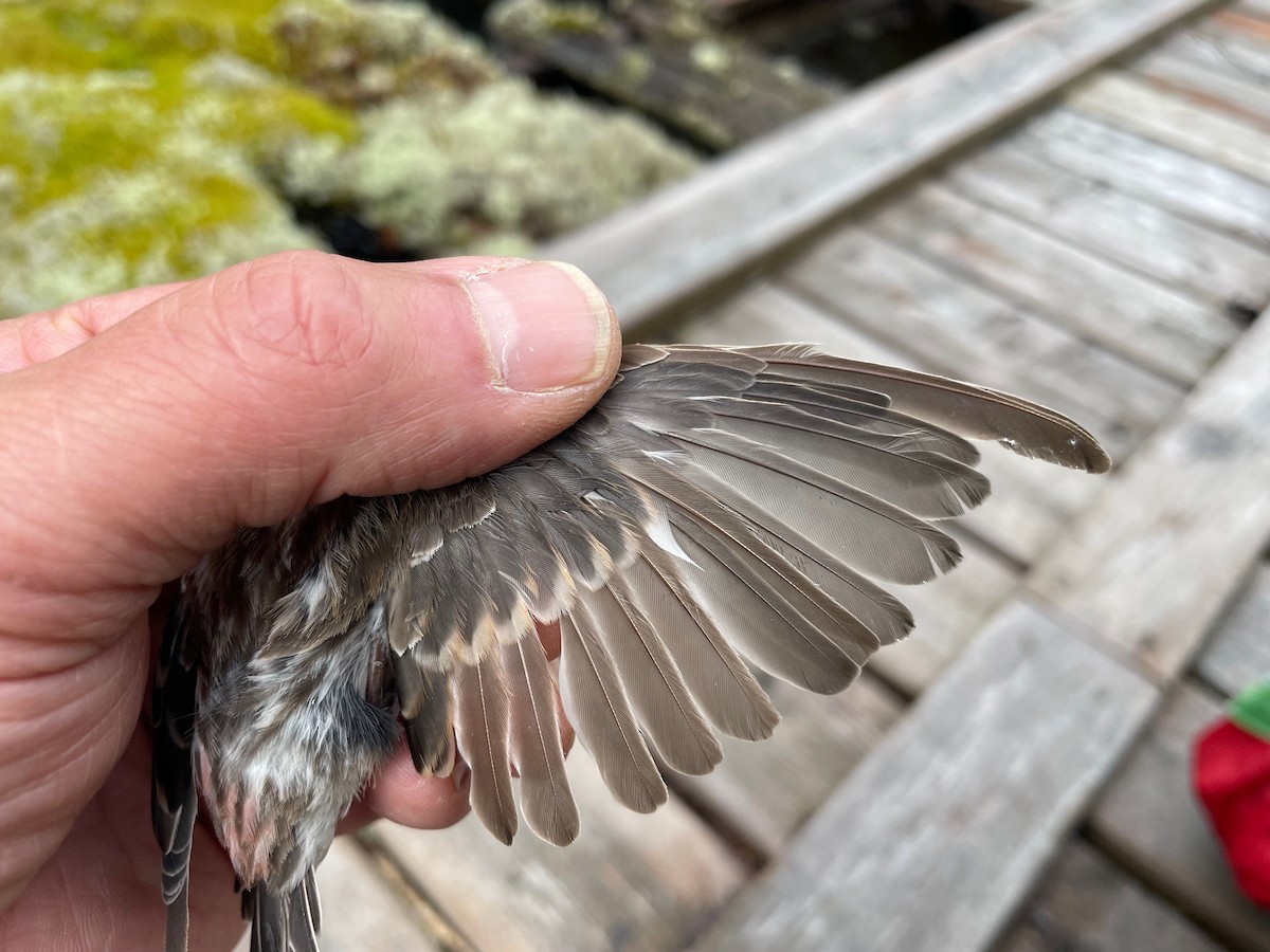 gråsisik (cabaret) (brunsisik) - ML644653384