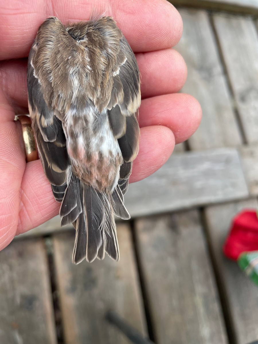 gråsisik (cabaret) (brunsisik) - ML644653385