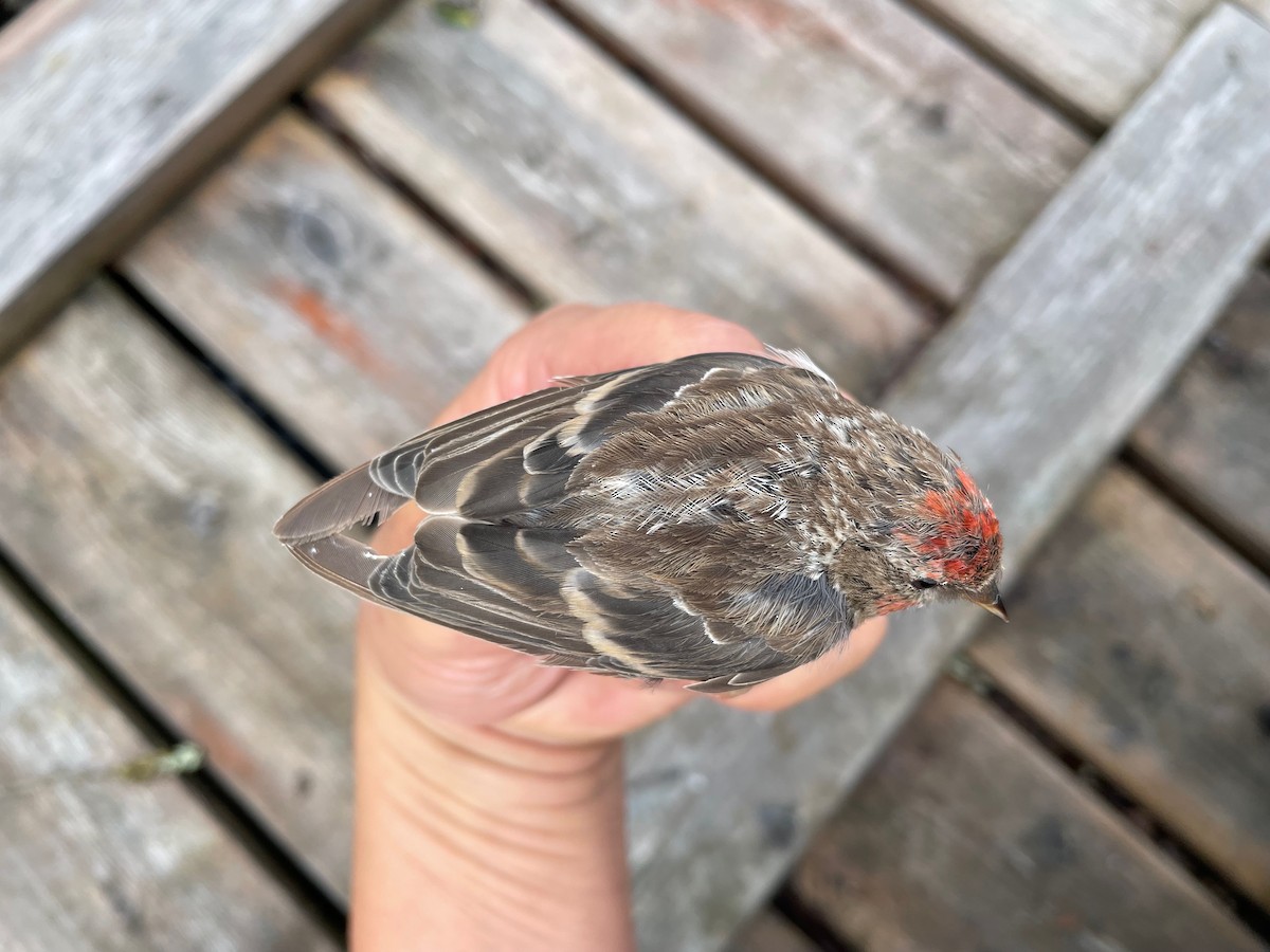 gråsisik (cabaret) (brunsisik) - ML644653386