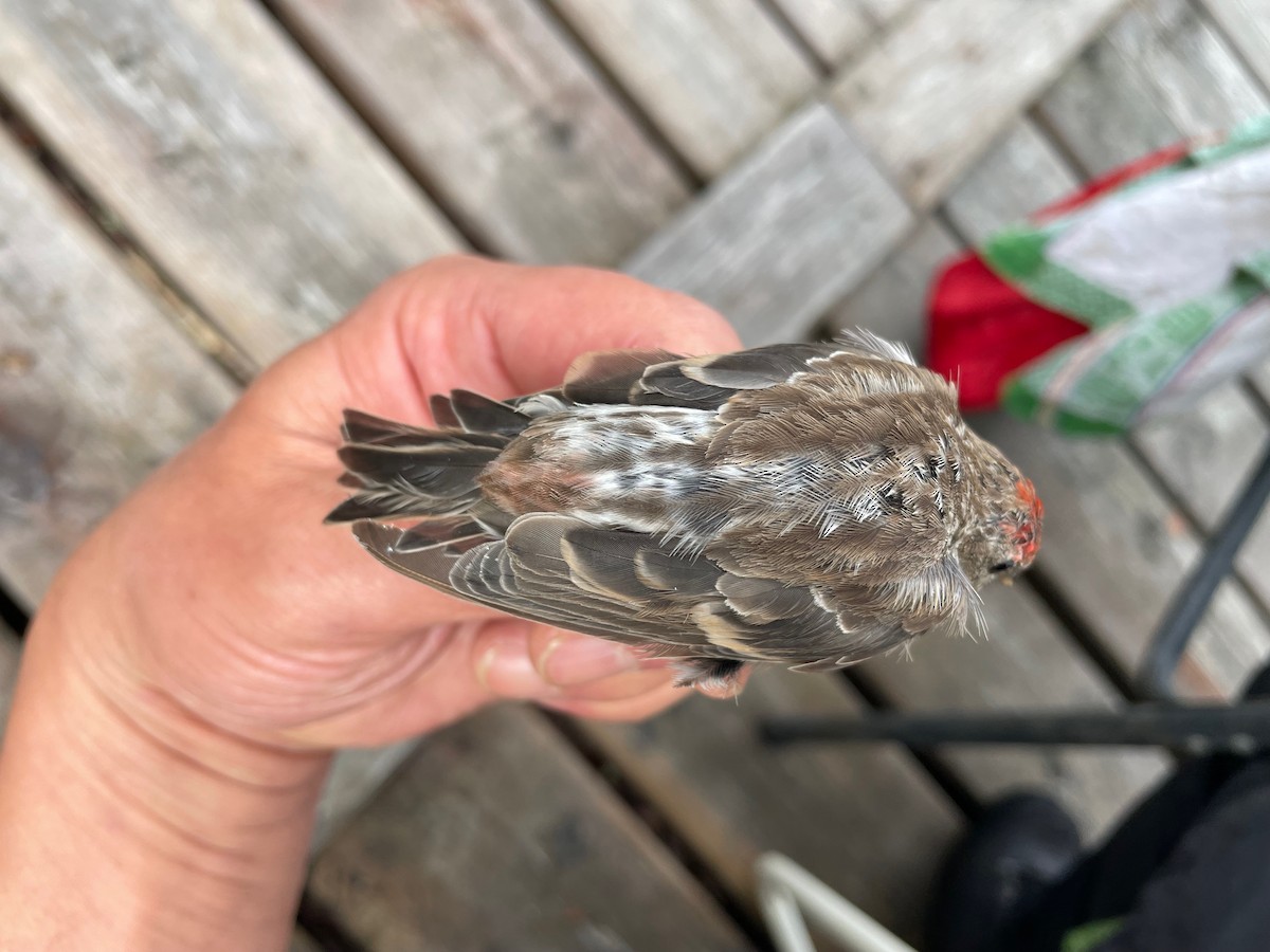 gråsisik (cabaret) (brunsisik) - ML644653387