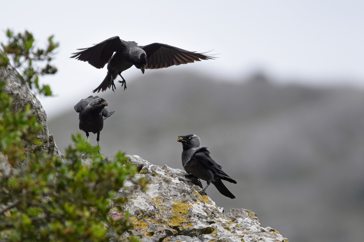 Taccola - ML644653392