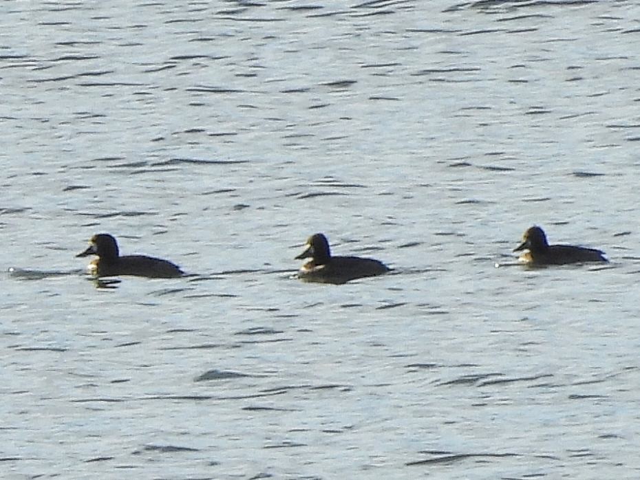 コスズガモ - ML644653393