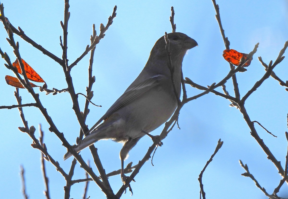 Pine Grosbeak - ML644653397