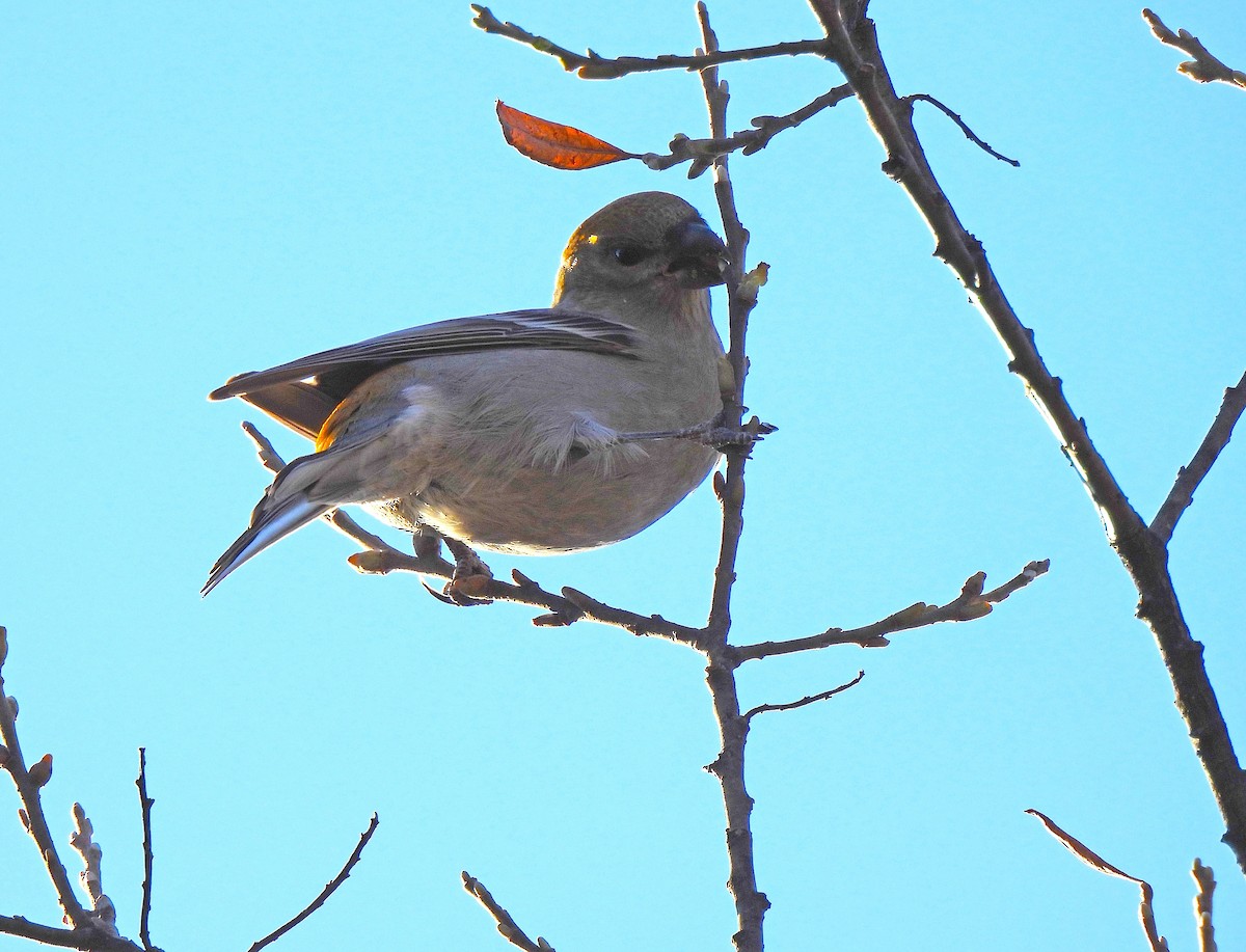 Pine Grosbeak - ML644653400