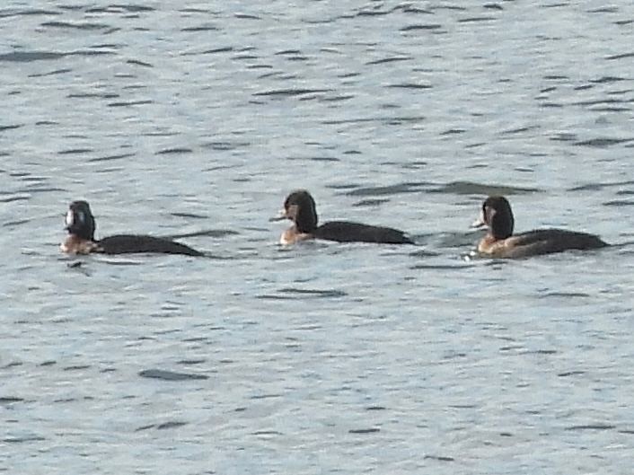 コスズガモ - ML644653403