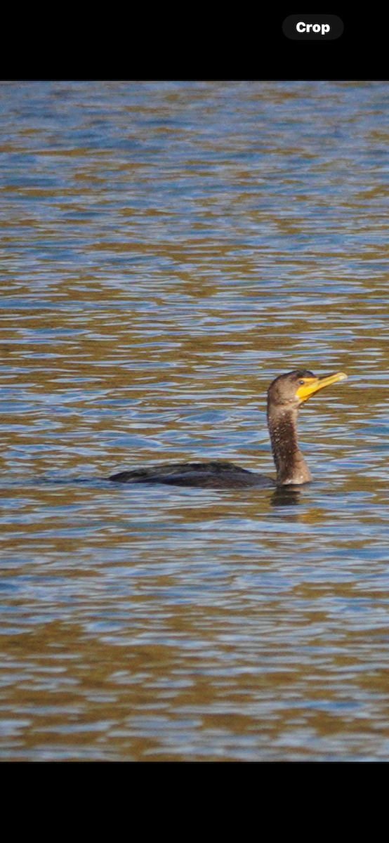 Cormoran à aigrettes - ML644653406