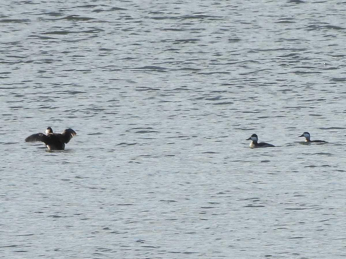 アカオタテガモ - ML644653411