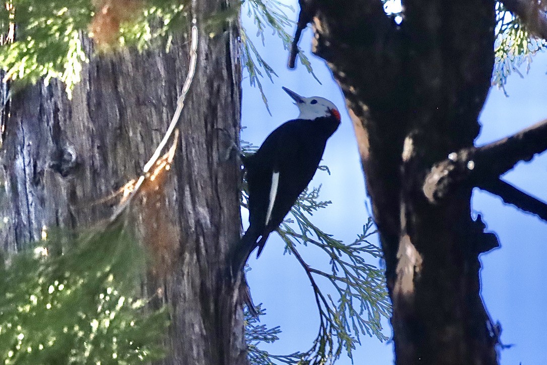 White-headed Woodpecker - ML644653412