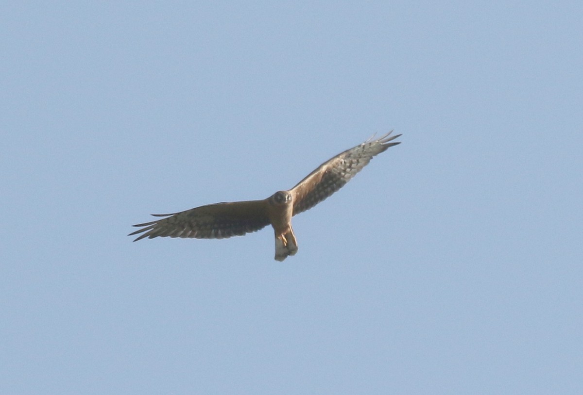 Pallid Harrier - ML644653415
