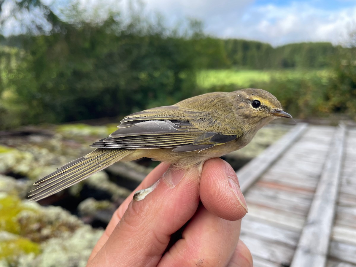 løvsanger - ML644653423