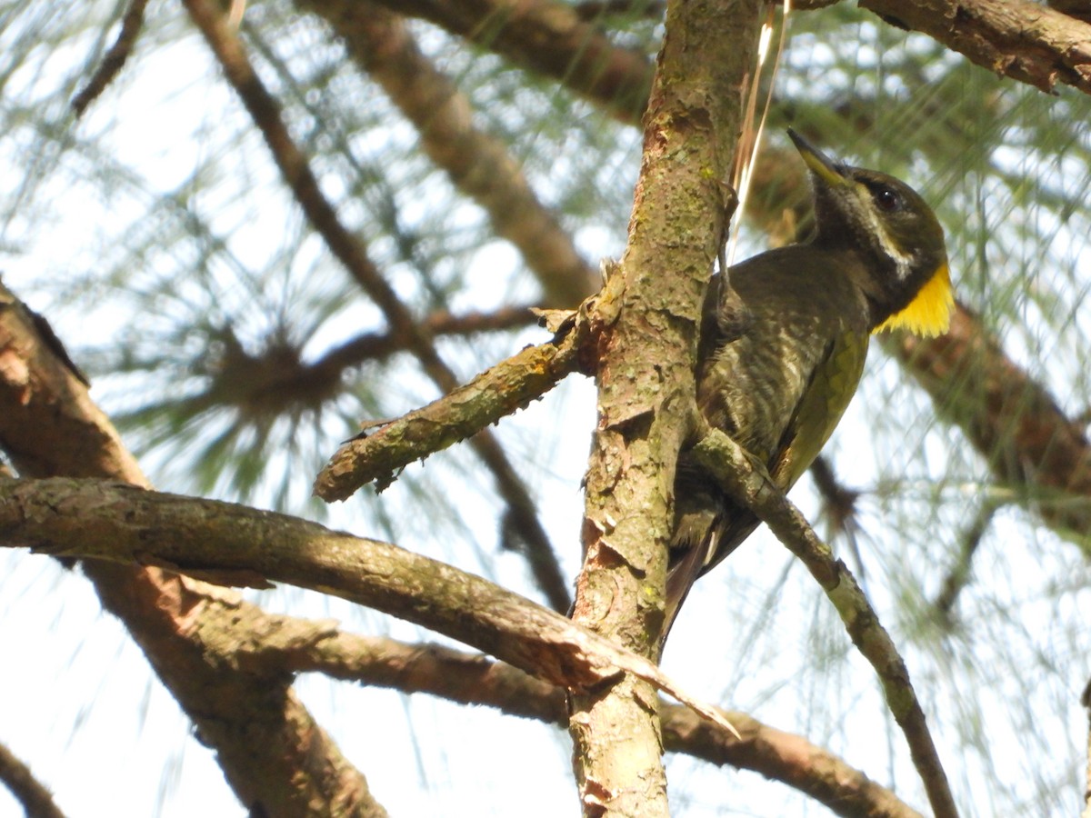 Pic à huppe jaune - ML644653424