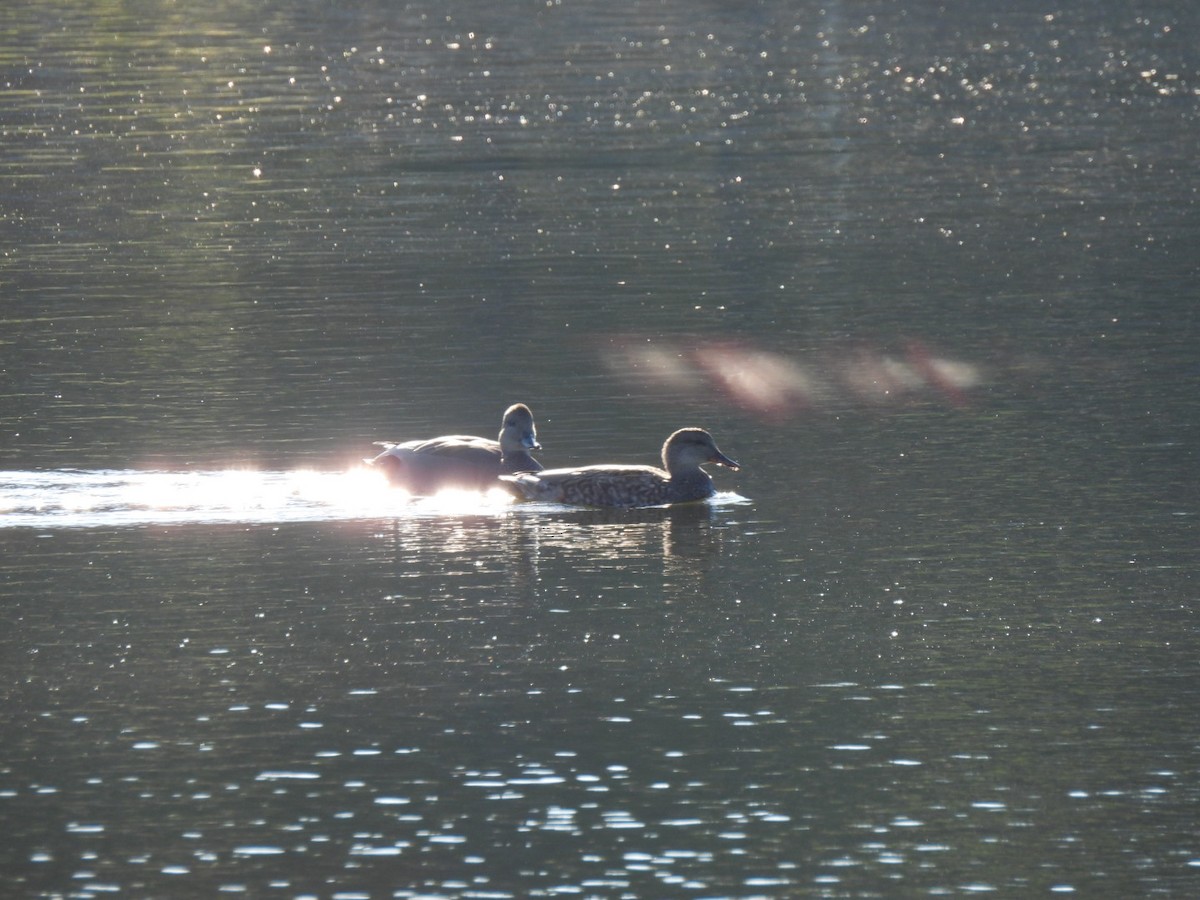 Gadwall - ML644653429