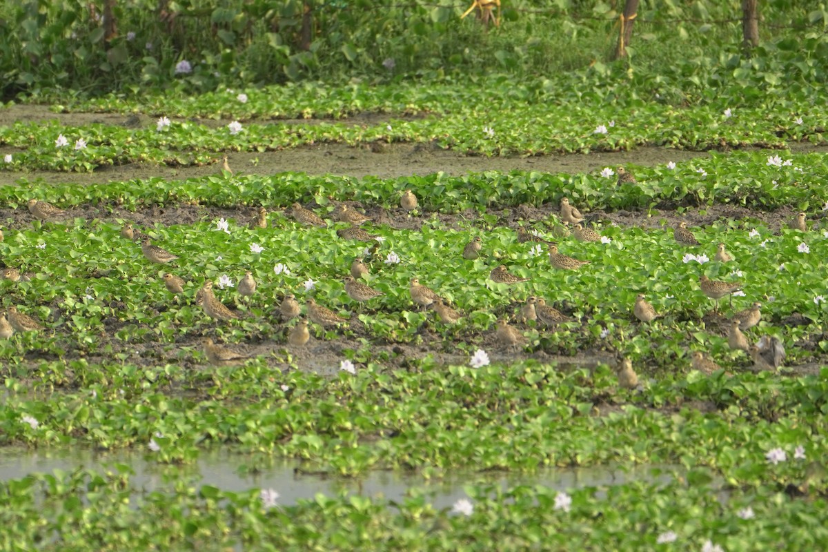 kulík pacifický - ML644653433