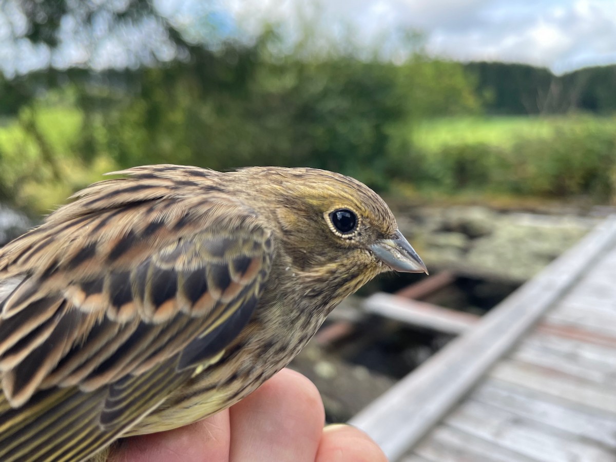 gulspurv - ML644653434