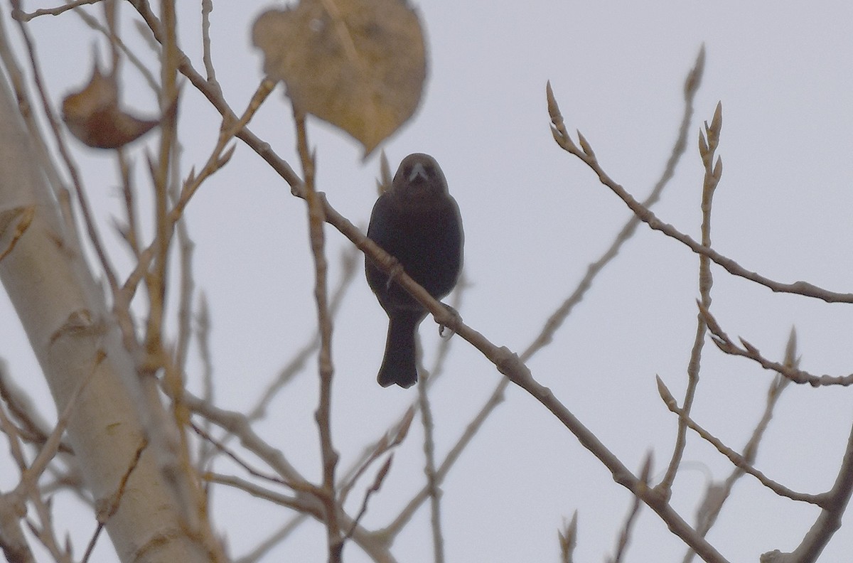 Braunkopf-Kuhstärling - ML644653435