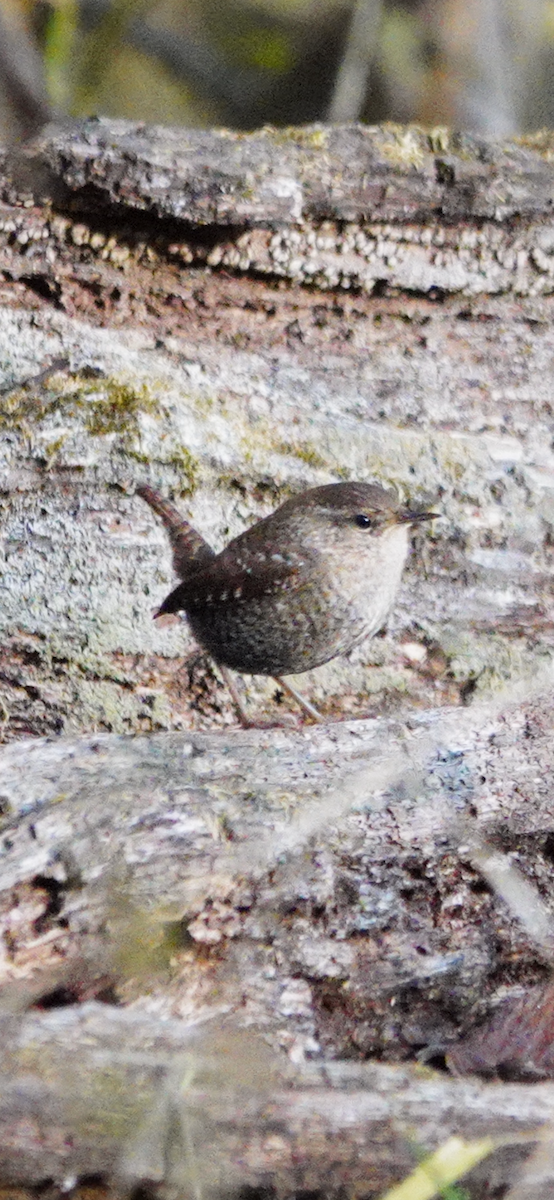 フユミソサザイ - ML644653440