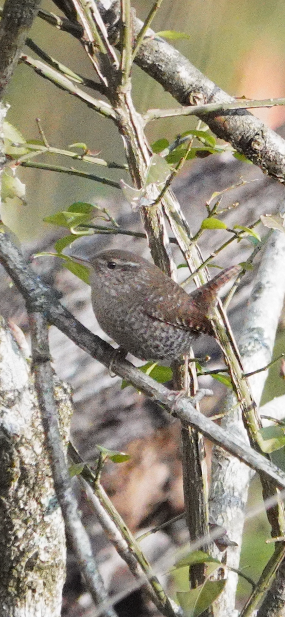 フユミソサザイ - ML644653441