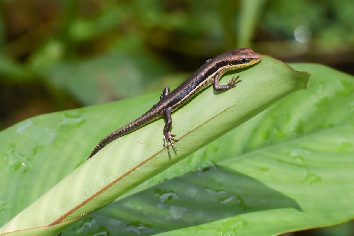 Senegal Mabuya - ML644653444