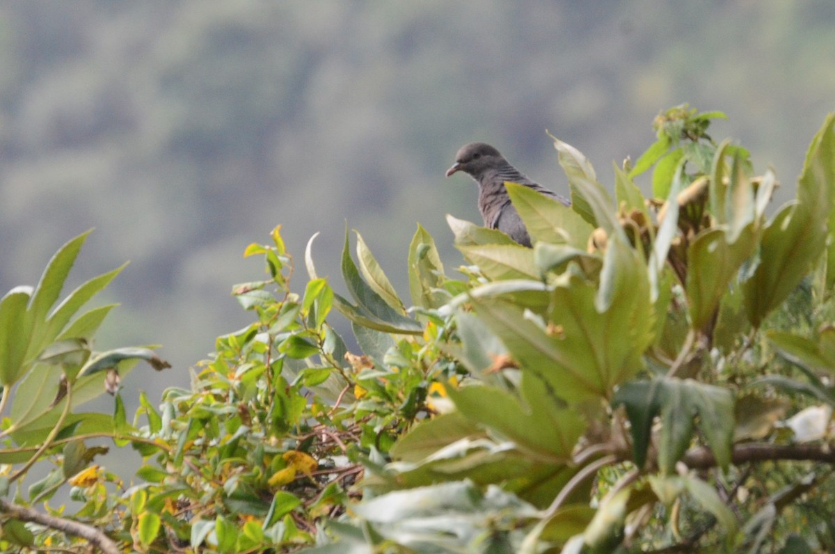 Band-tailed Pigeon - ML644653461
