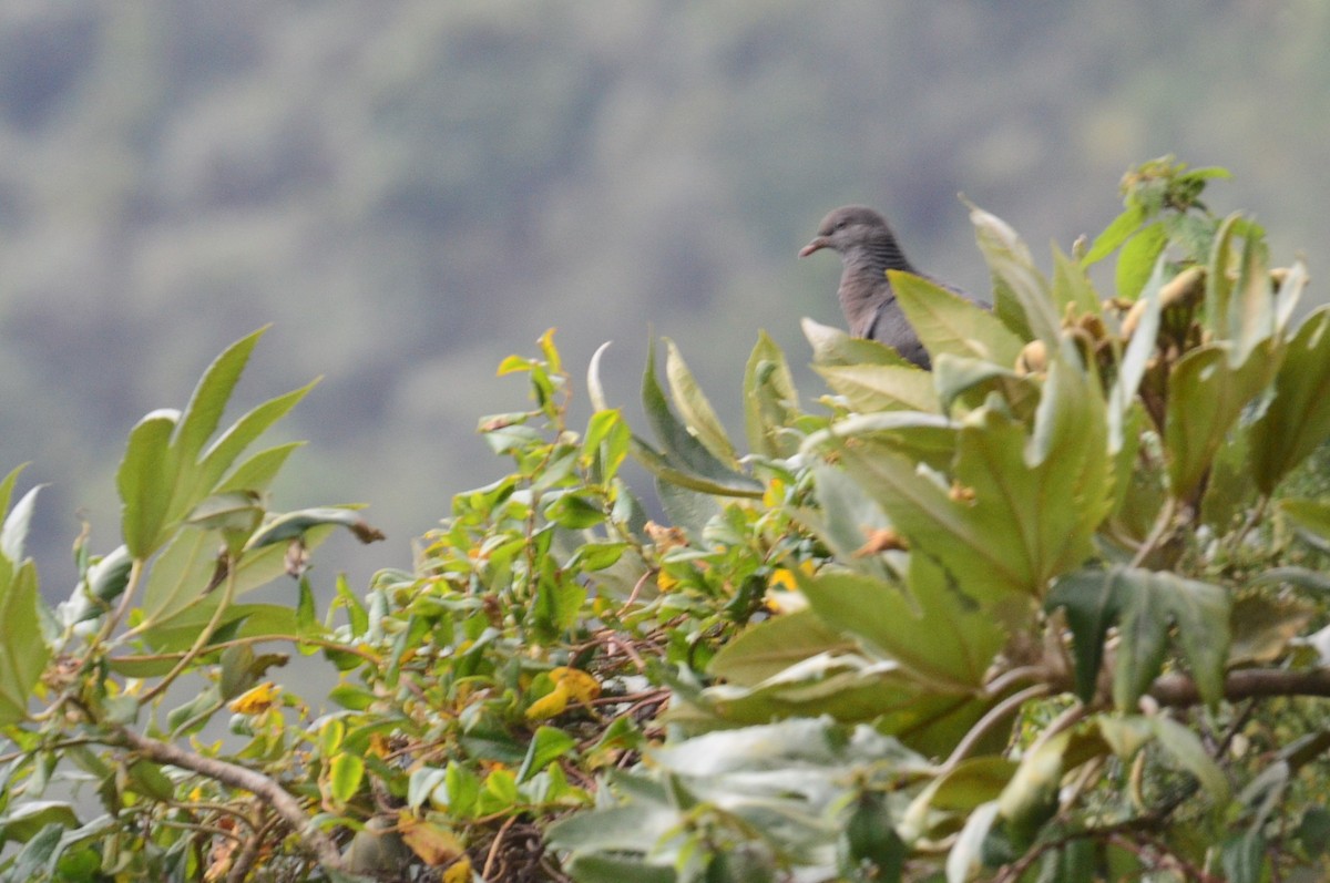 Band-tailed Pigeon - ML644653462