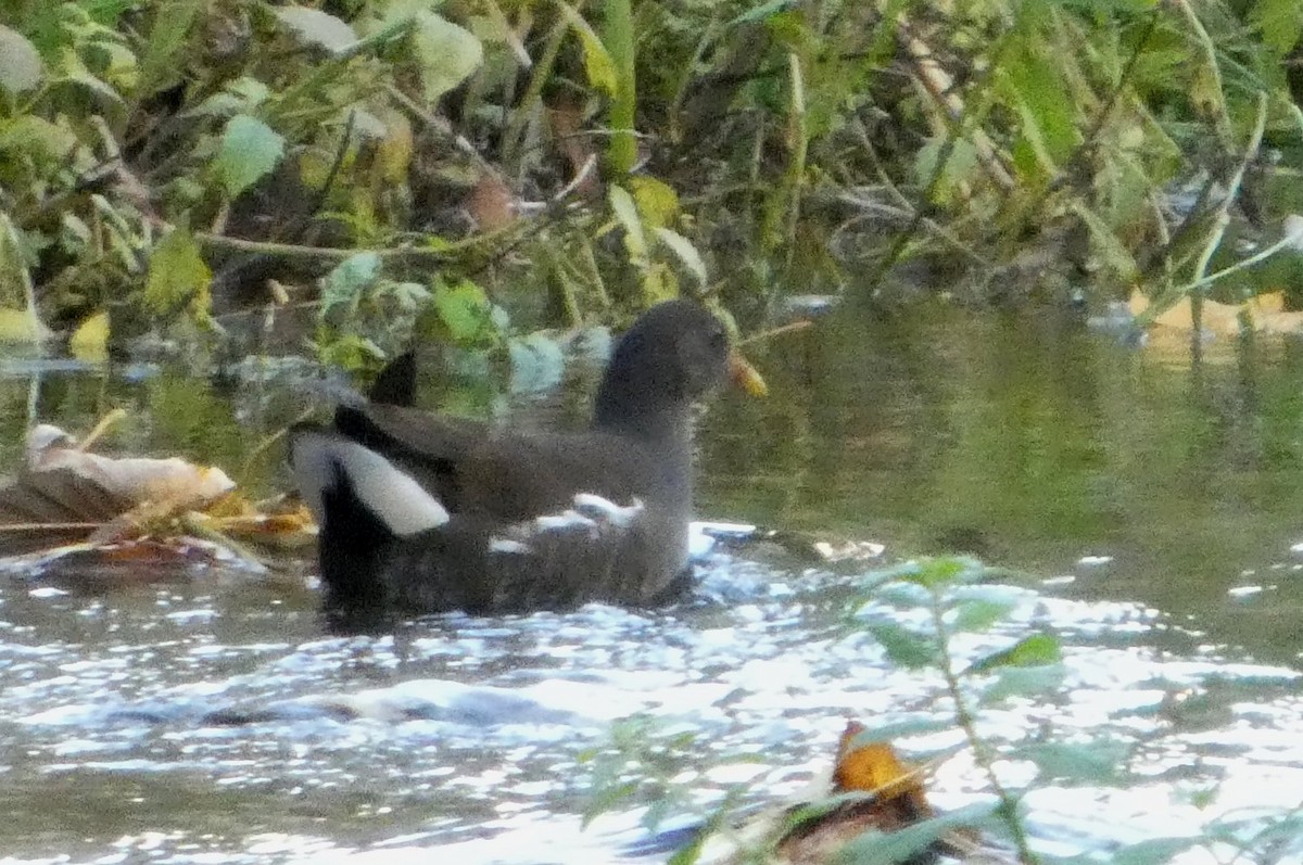 Eurasian Moorhen - ML644653468