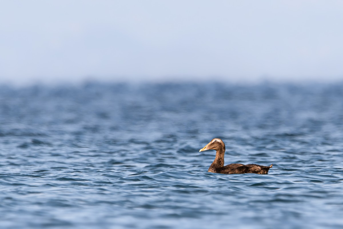 Пухівка зеленошия - ML644653474