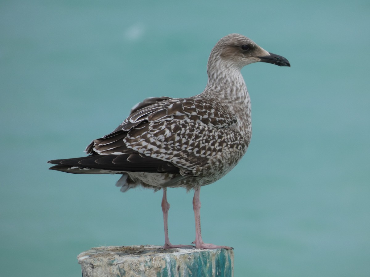 Lesser Black-backed Gull - ML644653475