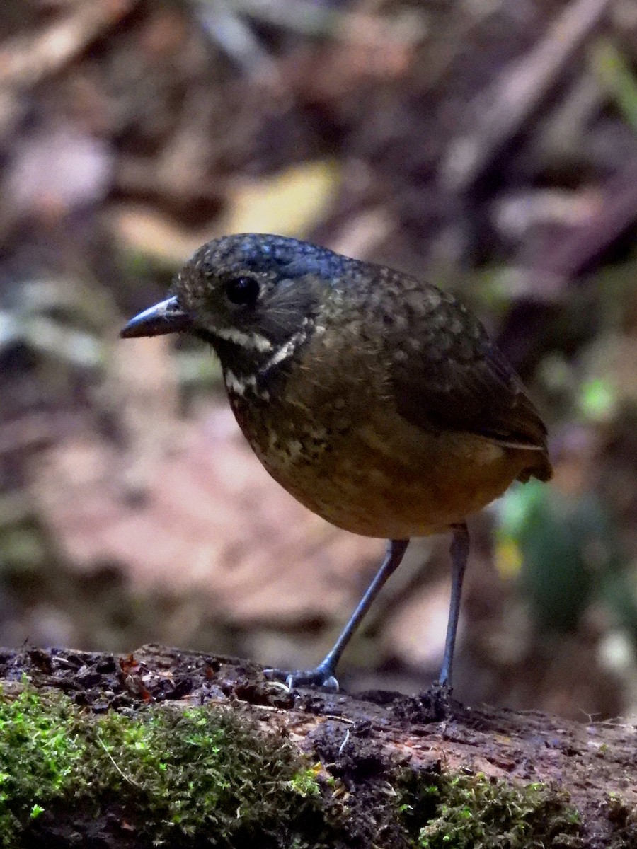 Мурашниця гватемальська - ML644653479