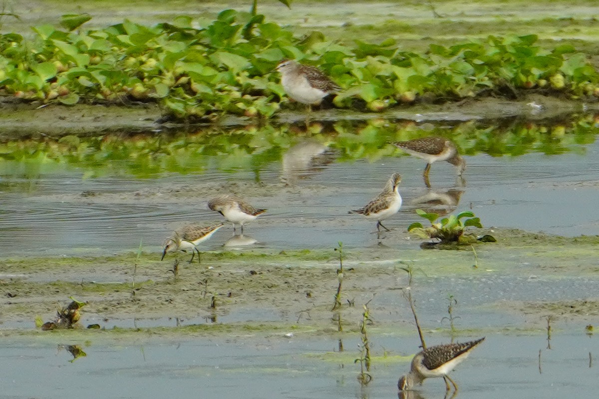 Одой элсэг - ML644653483