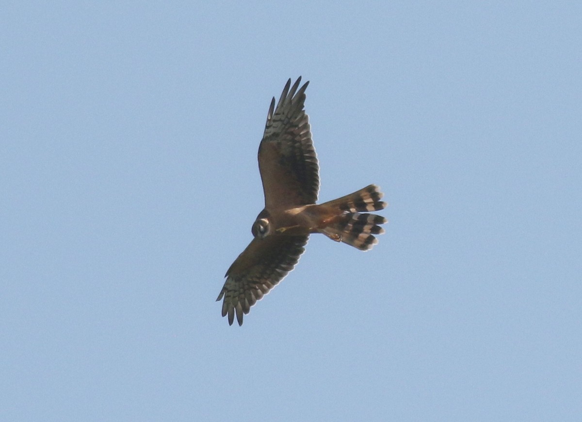 Pallid Harrier - ML644653484