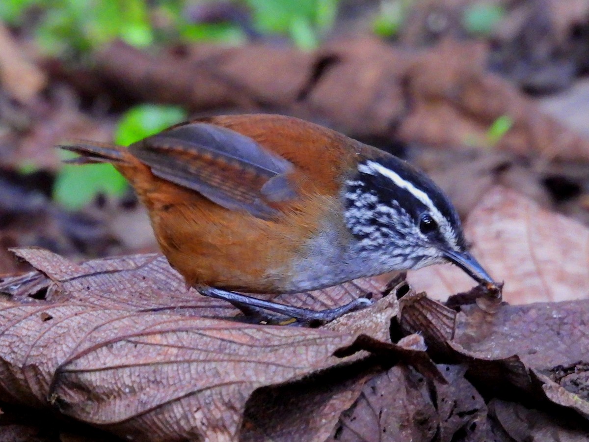 Gray-breasted Wood-Wren - ML644653485