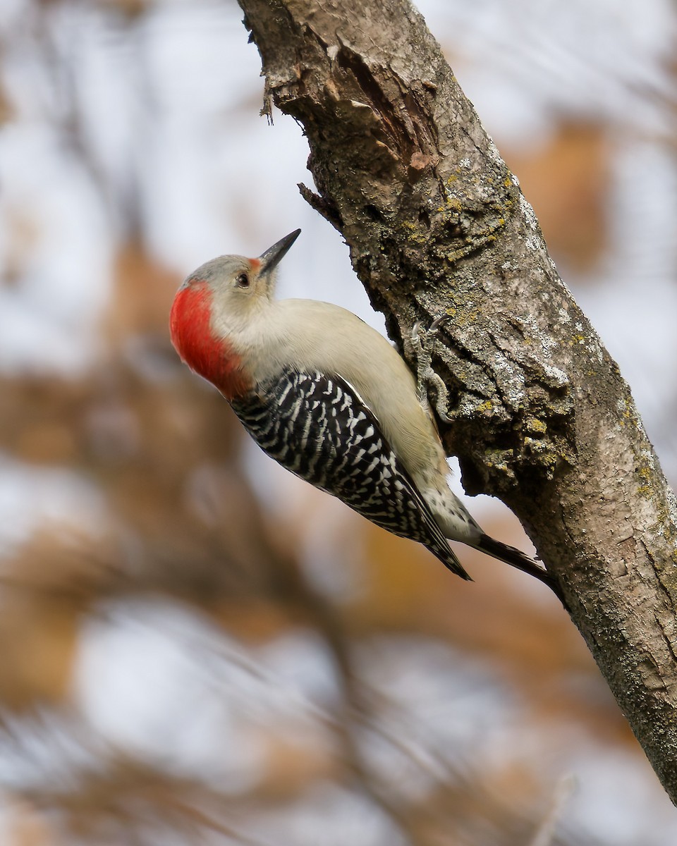 Pic à ventre roux - ML644653487