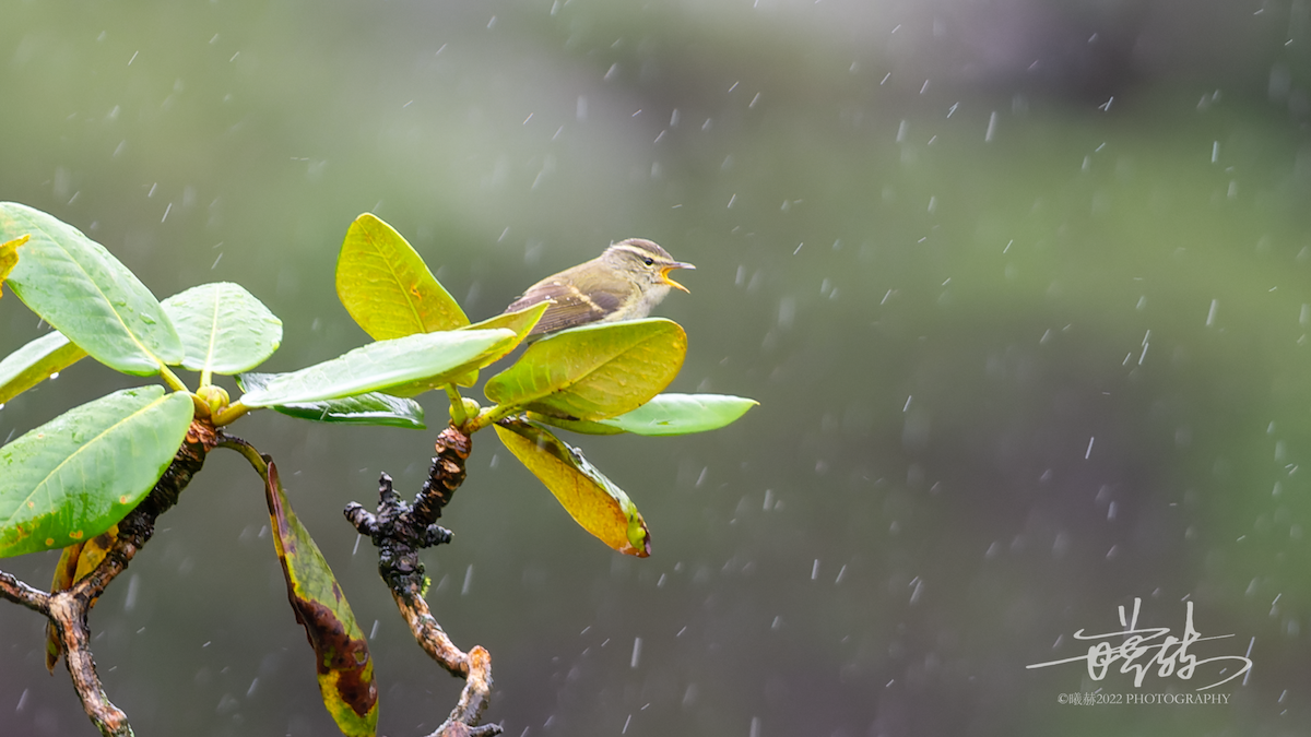 チャバネムシクイ - ML644653490