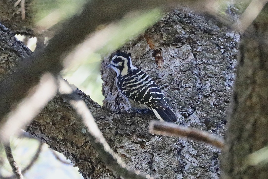 Nuttallspecht - ML644653494