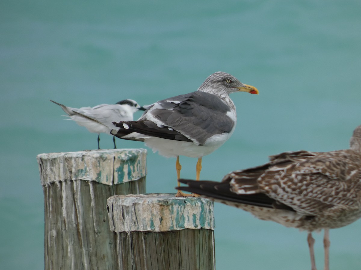 Lesser Black-backed Gull - ML644653497