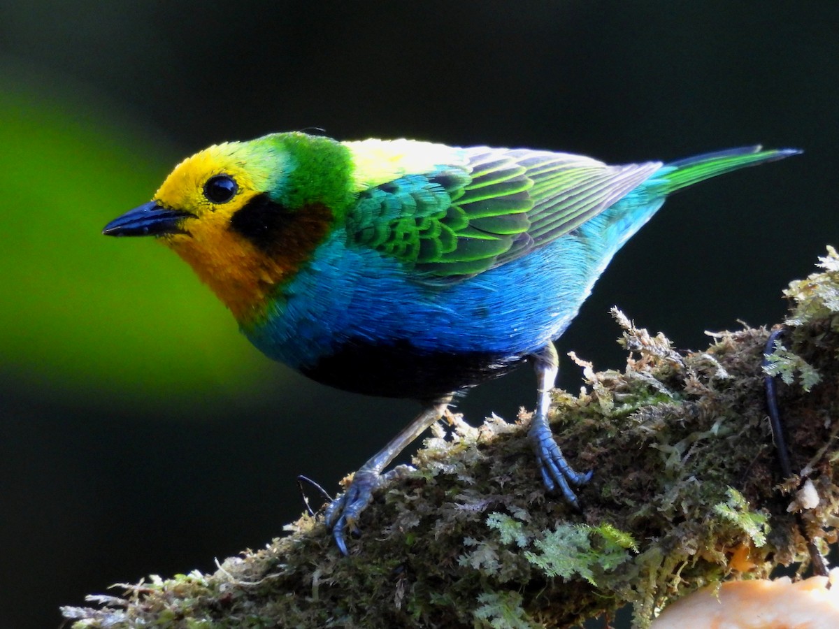 Многоцветная танагра - ML644653504