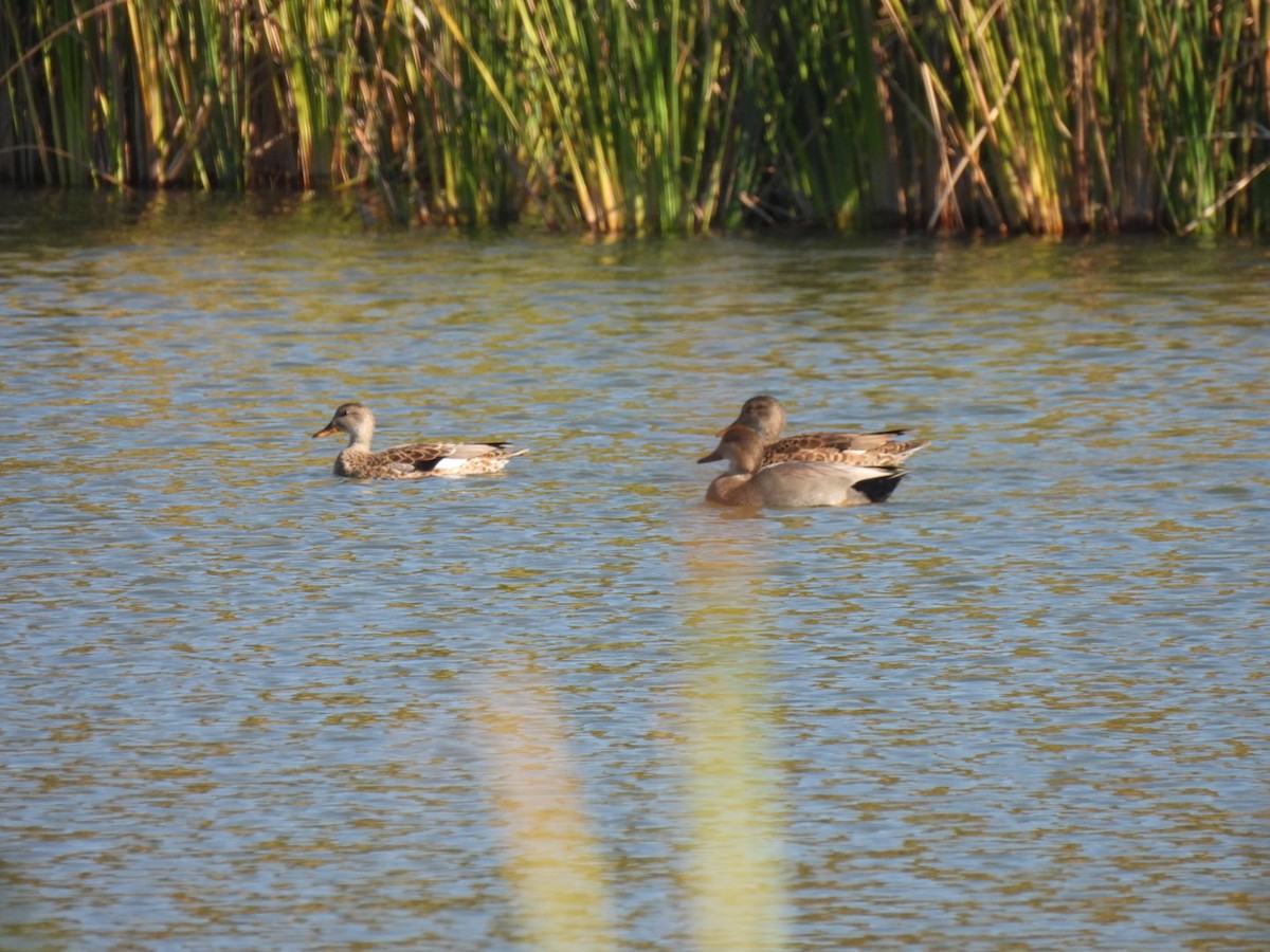Gadwall - ML644653507