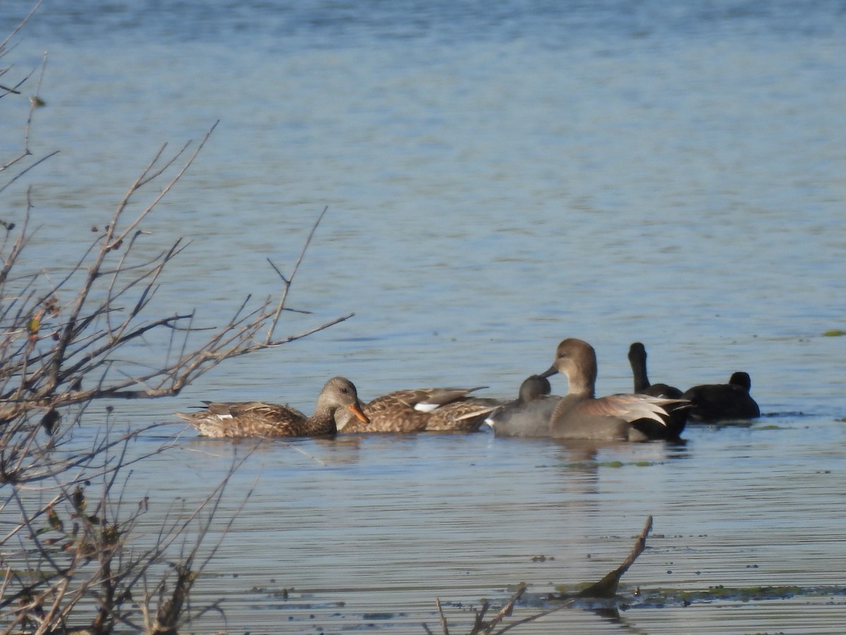 Gadwall - ML644653508