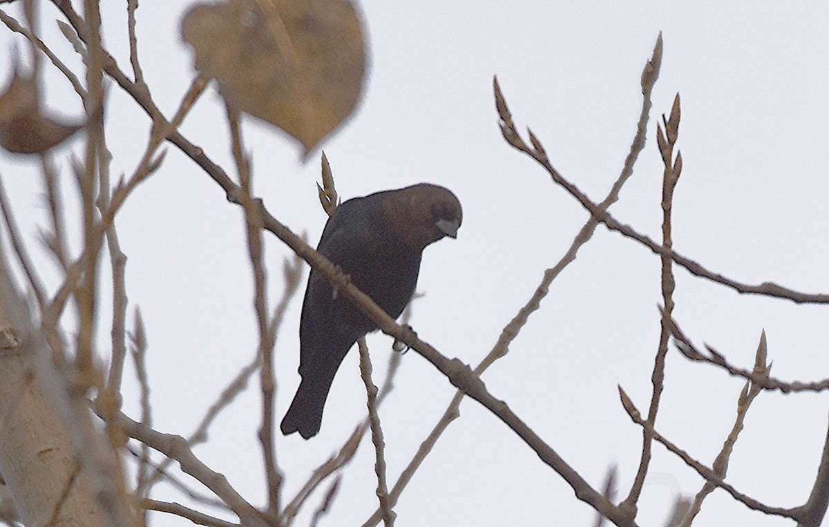 Braunkopf-Kuhstärling - ML644653518