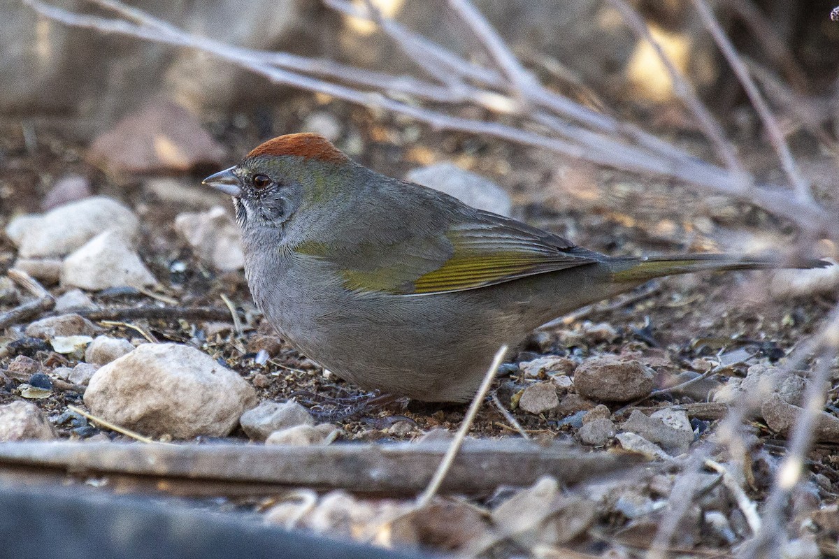 Green-tailed Towhee - ML644653527