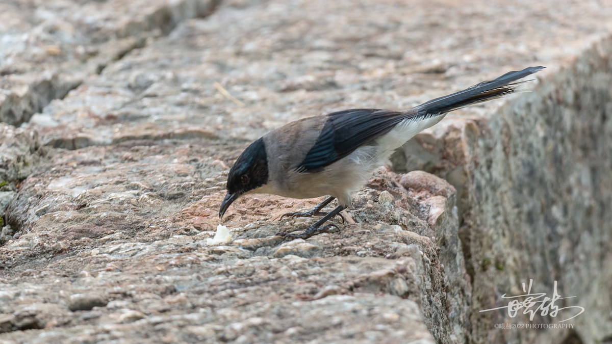 Kara Başlı Sibya - ML644653531