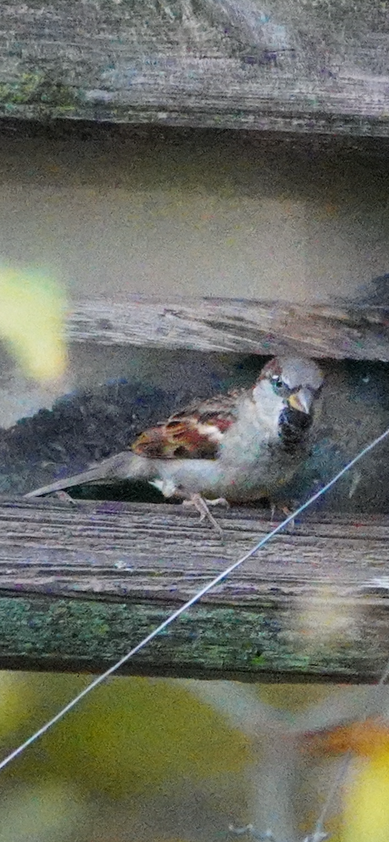 Оронгийн бор шувуу - ML644653532