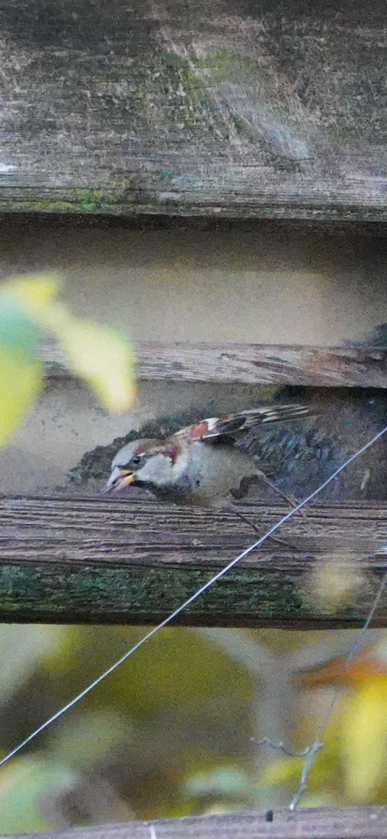 Оронгийн бор шувуу - ML644653533