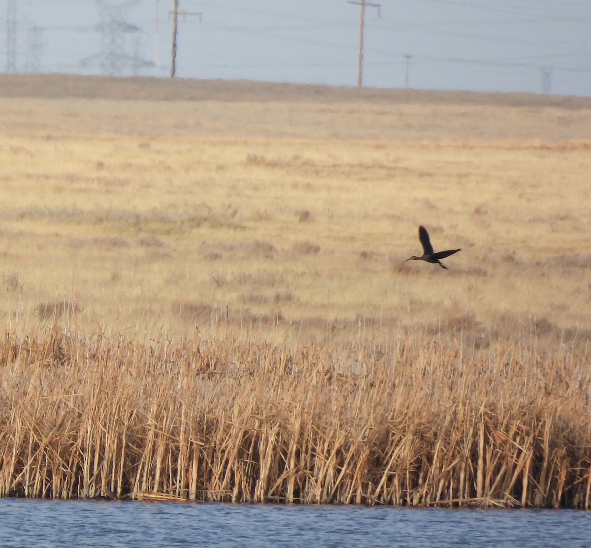 White-faced Ibis - ML644653534